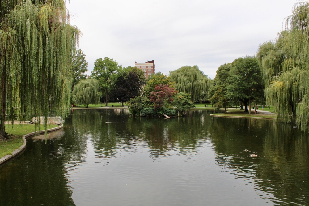 The beautiful lagoon at the Boston Public Garden.